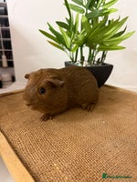 Guinea Pig rodents Pet Agouti Sow - Advert 4