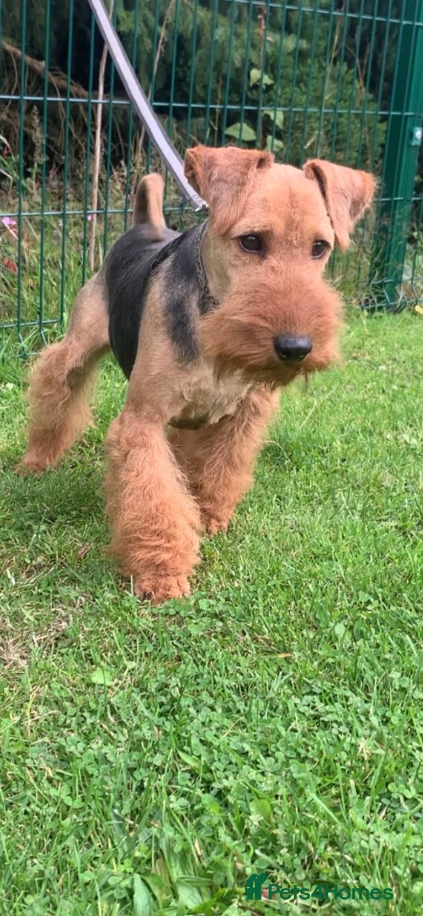 Welsh Terrier dogs PLL Clear KC REG STUD SON OF BORRIS THE BLADE!! in Littleborough - Advert 1