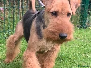 Welsh Terrier dogs PLL Clear KC REG STUD SON OF BORRIS THE BLADE!! in Littleborough - Advert 2