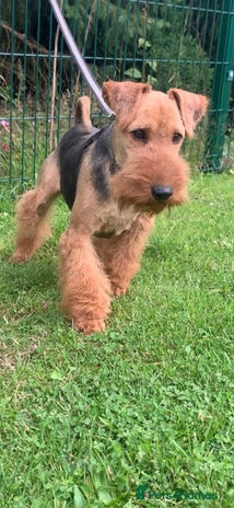 Welsh Terrier dogs PLL Clear KC REG STUD SON OF BORRIS THE BLADE!! in Littleborough - Advert 2