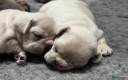 French Bulldog dogs for sale: 2 Male and 2 Female French Bulldogs - Image 24