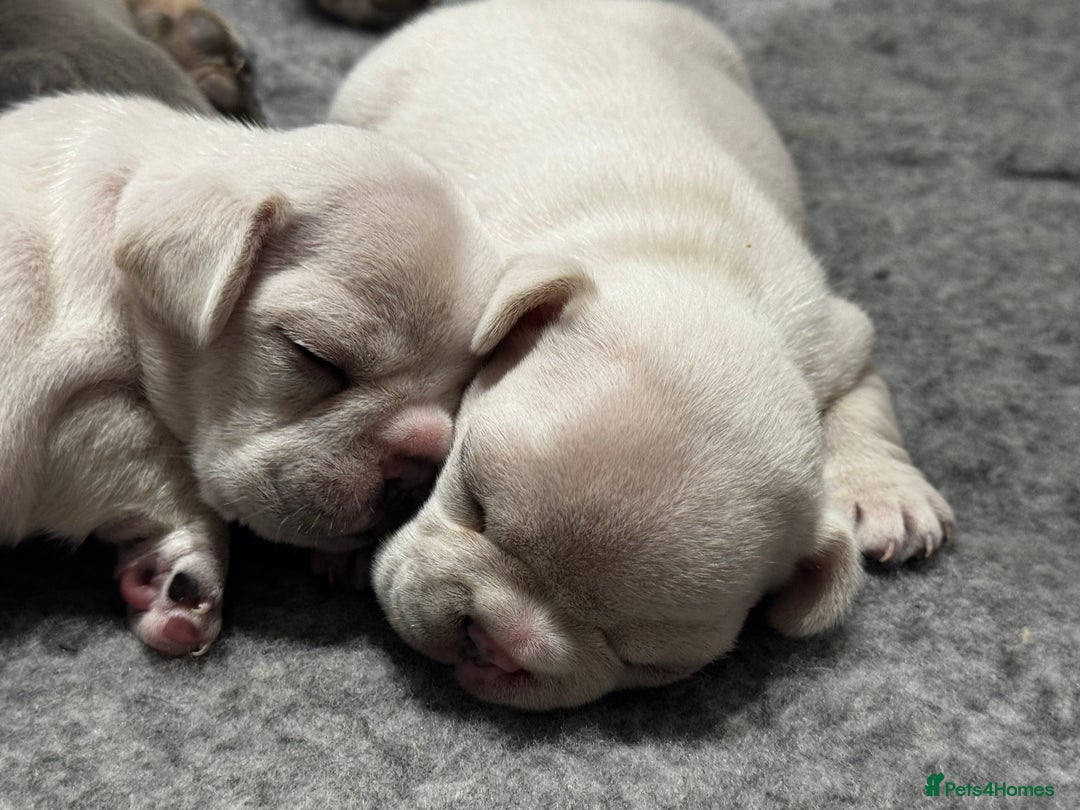French Bulldog dogs for sale: 2 Male and 2 Female French Bulldogs - Image 24