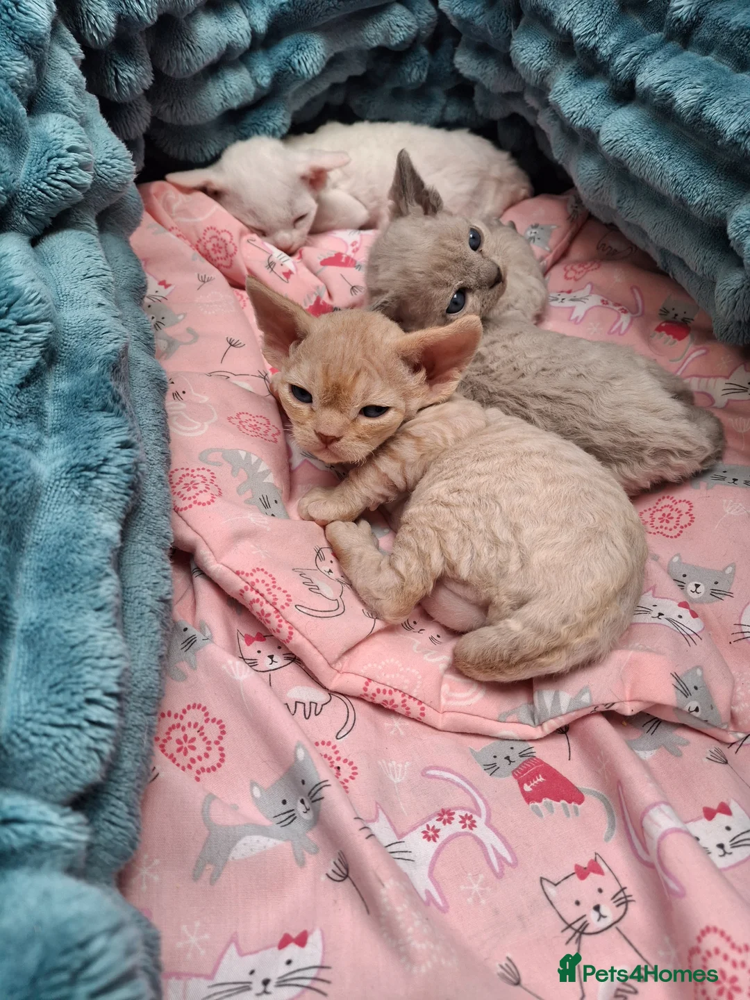 Devon Rex cats for sale: Devon rex Kittens-FIFE Registered Pedigree - Advert 2