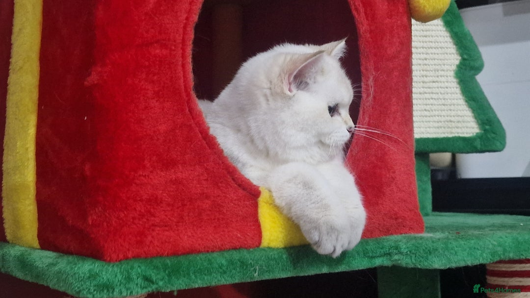 British Shorthair cats for sale: Golden British shorthair Pedigree Neutered  - Advert 19