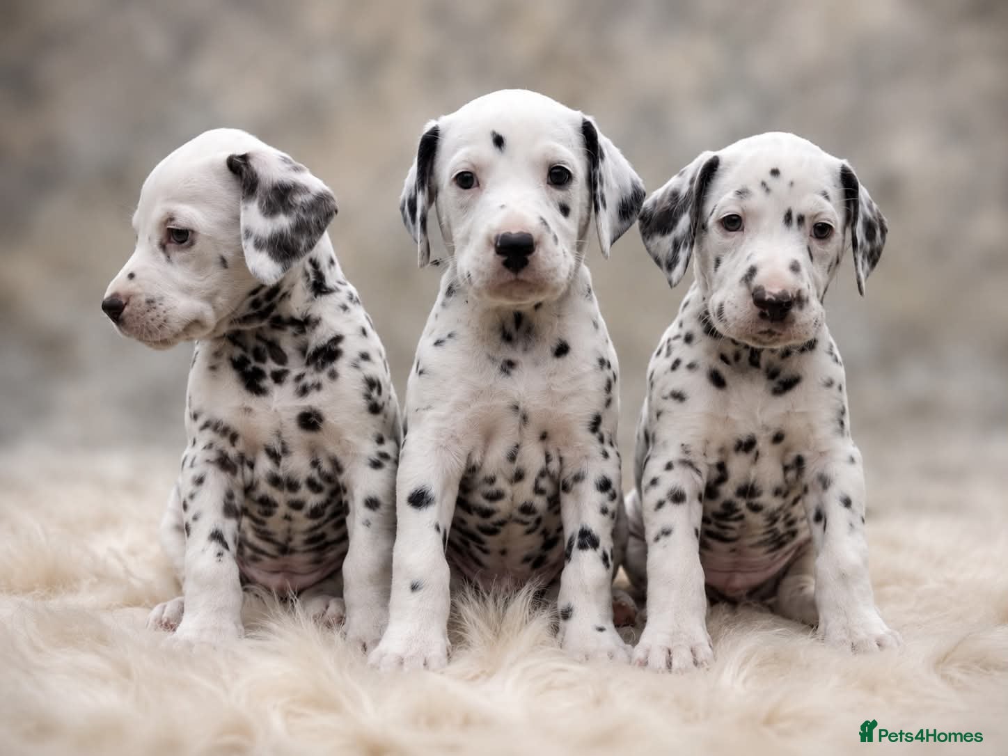 Dalmatian dogs LIVER AND BLACK DALMATIAN PUPPYS - Advert 5