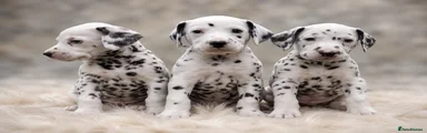 Dalmatian 4