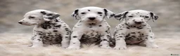Dalmatian dogs for sale: LIVER AND BLACK DALMATIAN PUPPYS - Advert 1