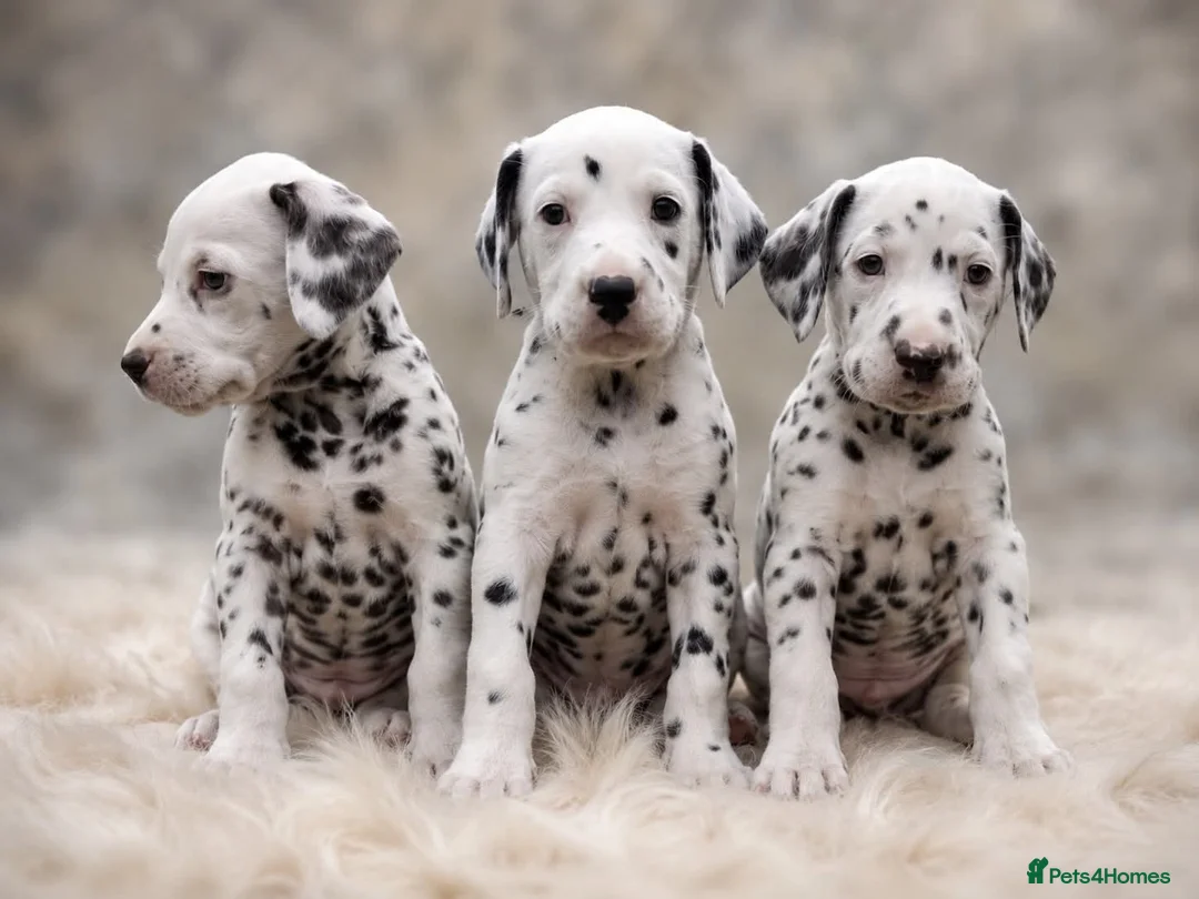 Dalmatian dogs for sale: LIVER AND BLACK DALMATIAN PUPPYS - Advert 1