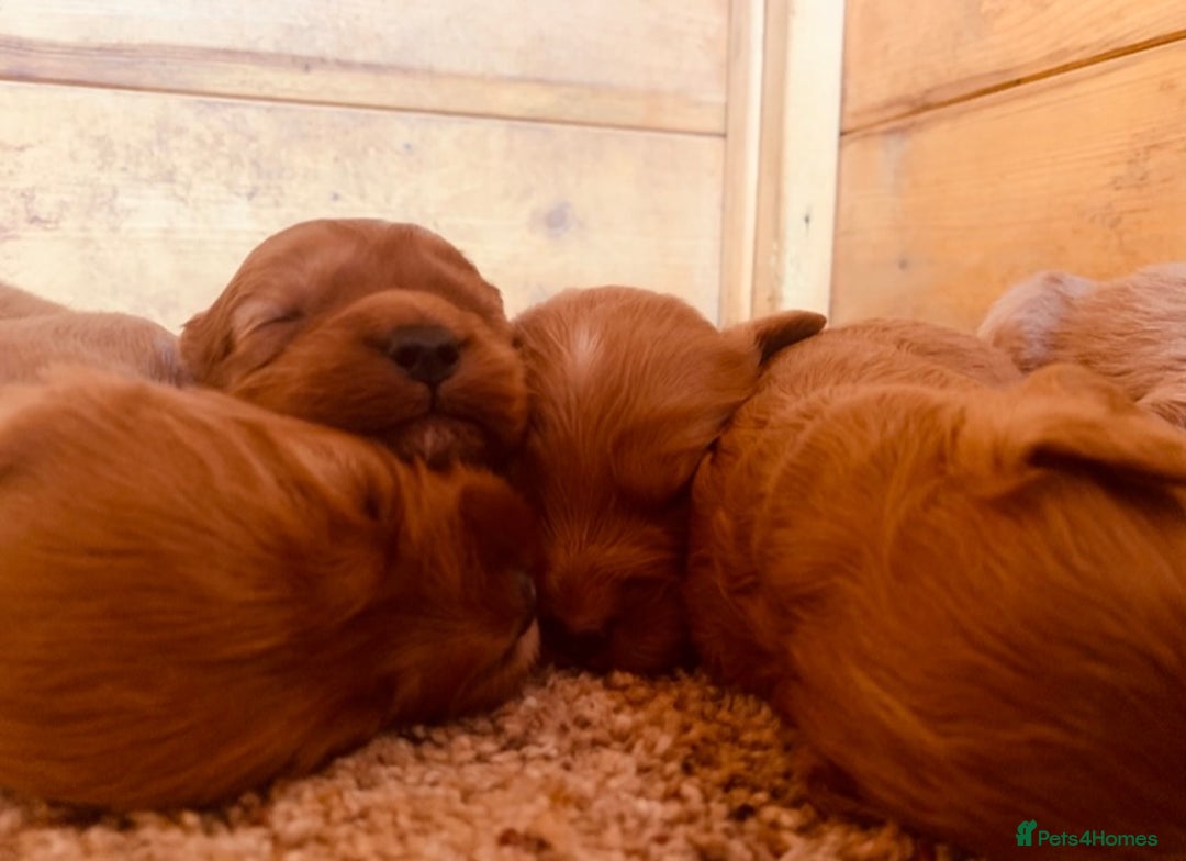 Cavapoo dogs for sale: Beautiful Cavapoo puppies  - Image 11
