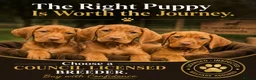 Hungarian Vizsla dogs for sale:     KC Hungarian Vizsla Puppies - Licensed ⭐ - Advert 2