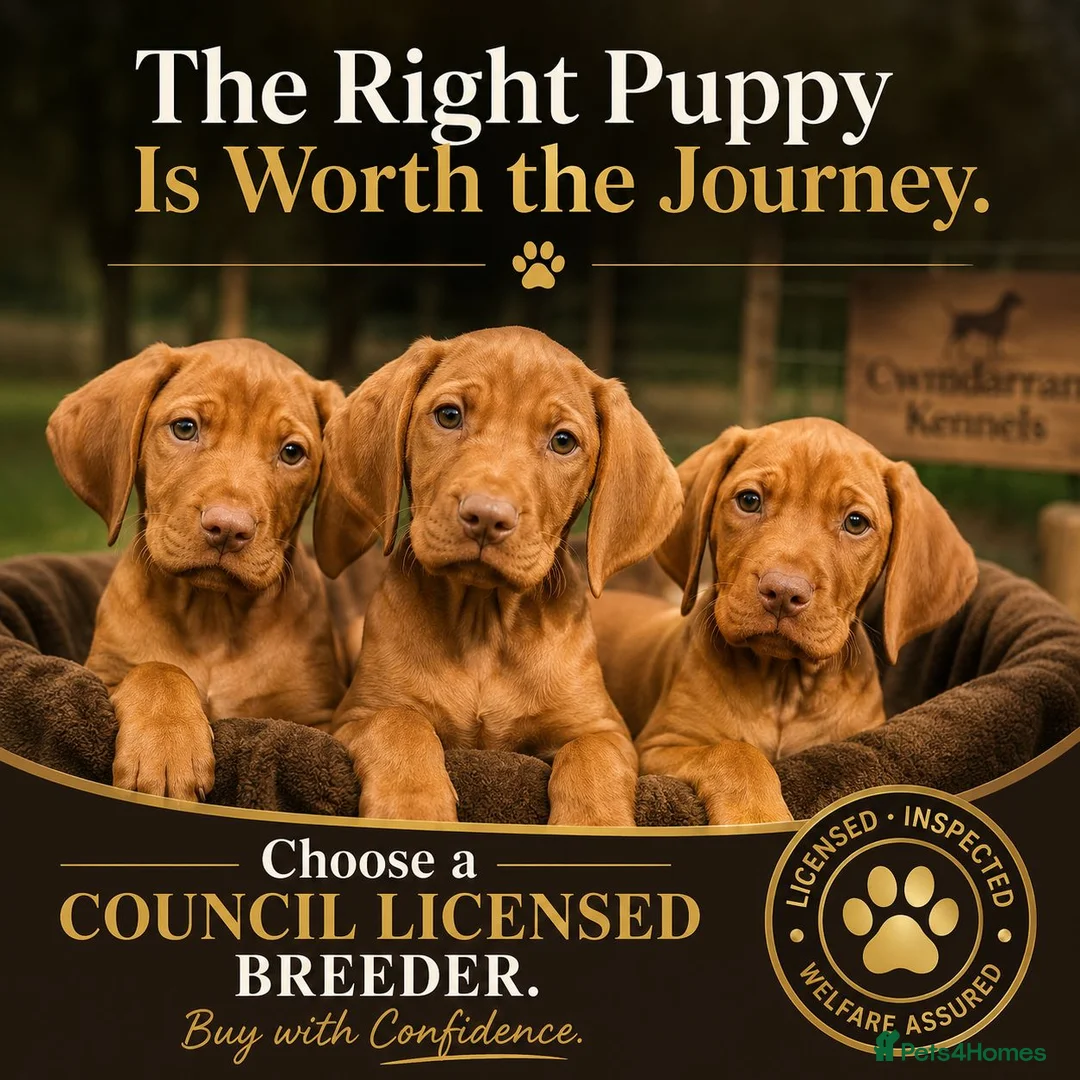 Hungarian Vizsla dogs for sale:     KC Hungarian Vizsla Puppies - Licensed ⭐ - Advert 2