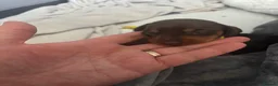 Miniature Dachshund dogs for sale: 6x miniature dachshund puppies - Advert 19