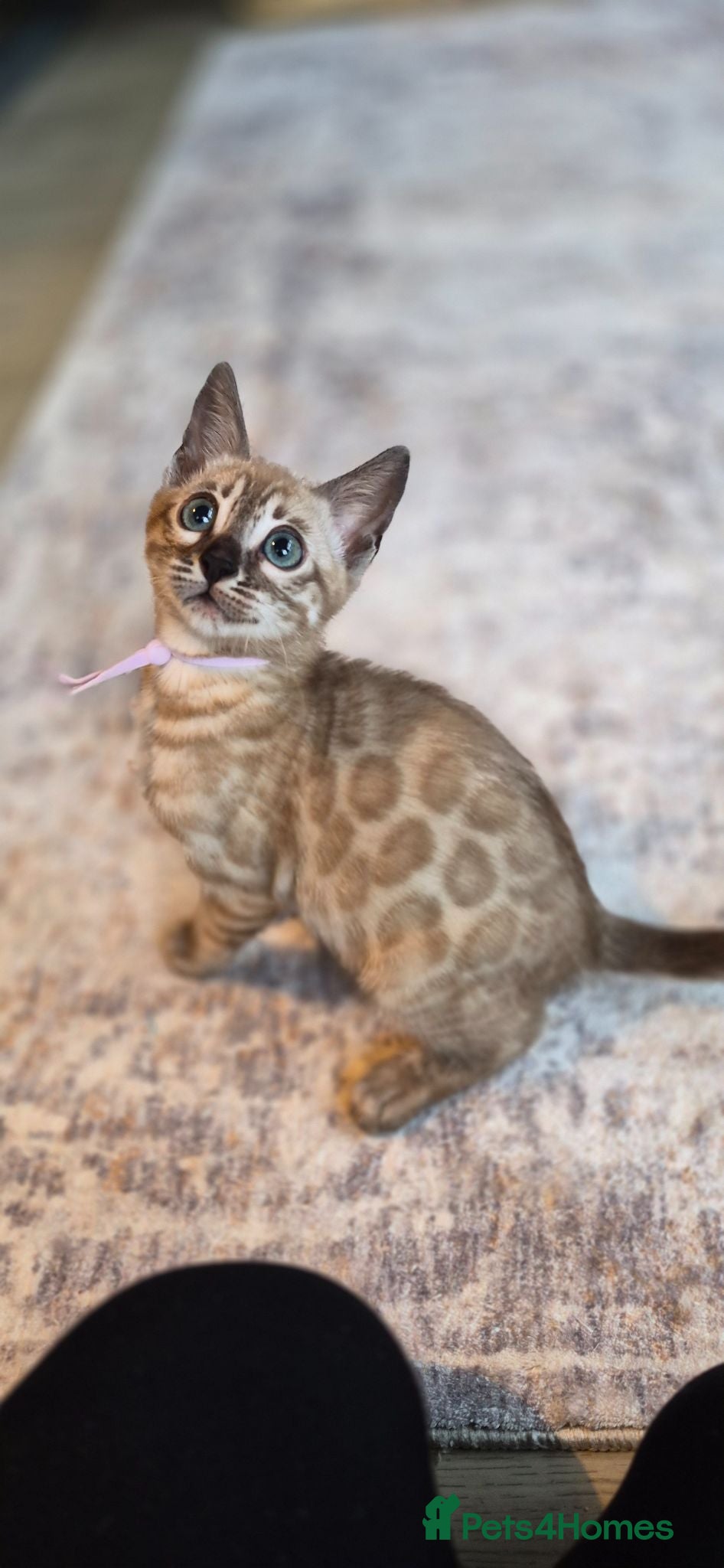 Bengal cats Last Kitten left ✨️ Seraphina ✨️ - Advert 1