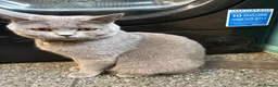 British Shorthair cats for sale: Beautiful Blue British Shorthair kittens - Advert 8