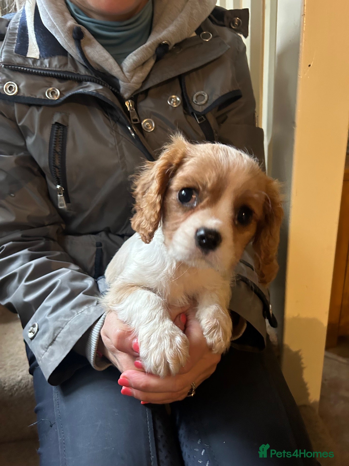 Cavalier King Charles Spaniel dogs Cavalier King Charles Puppies - Advert 1