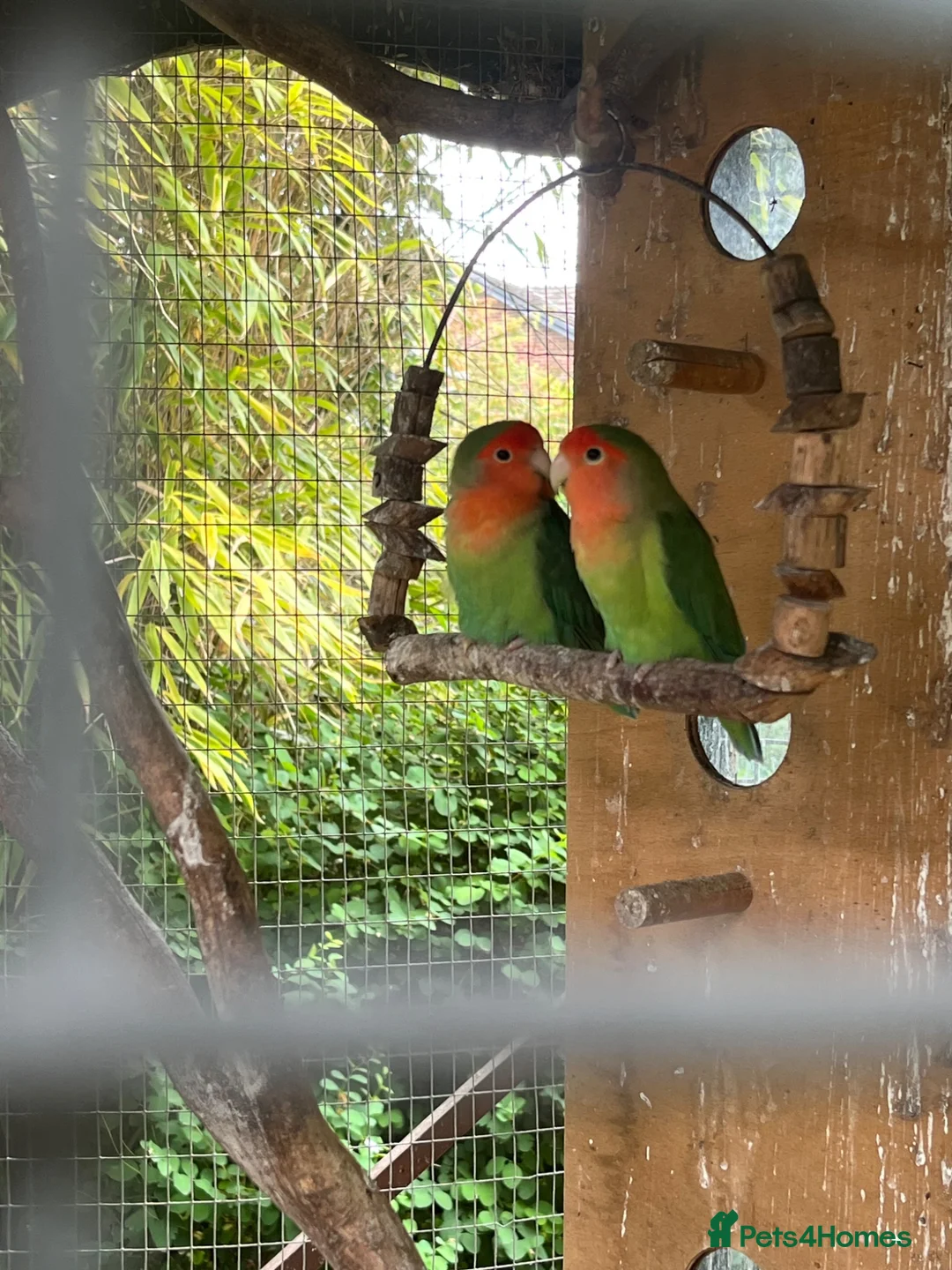 Lovebirds birds for sale: 5 lovebirds  in High Wycombe - Advert 2