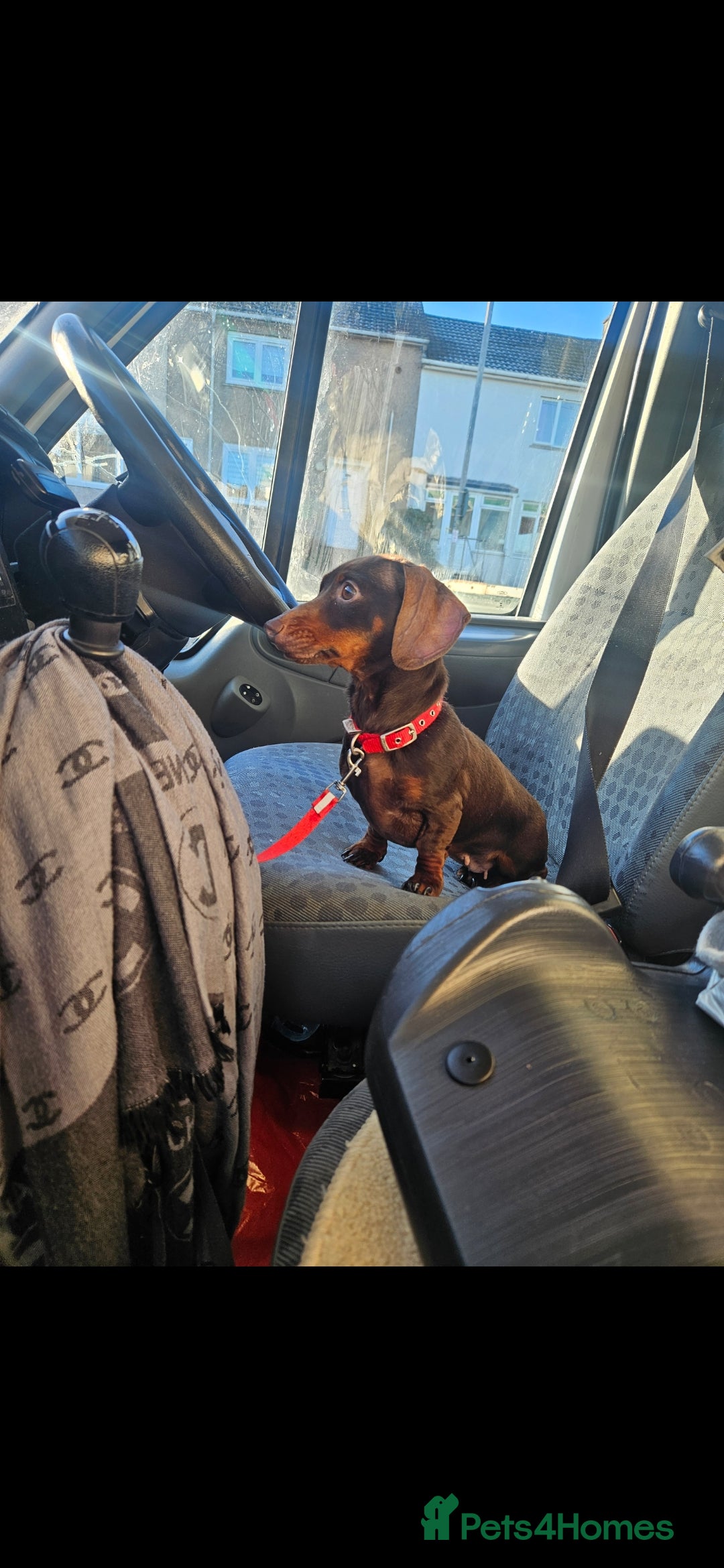 Miniature Dachshund dogs for sale: Miniature dachshund  - Advert 1