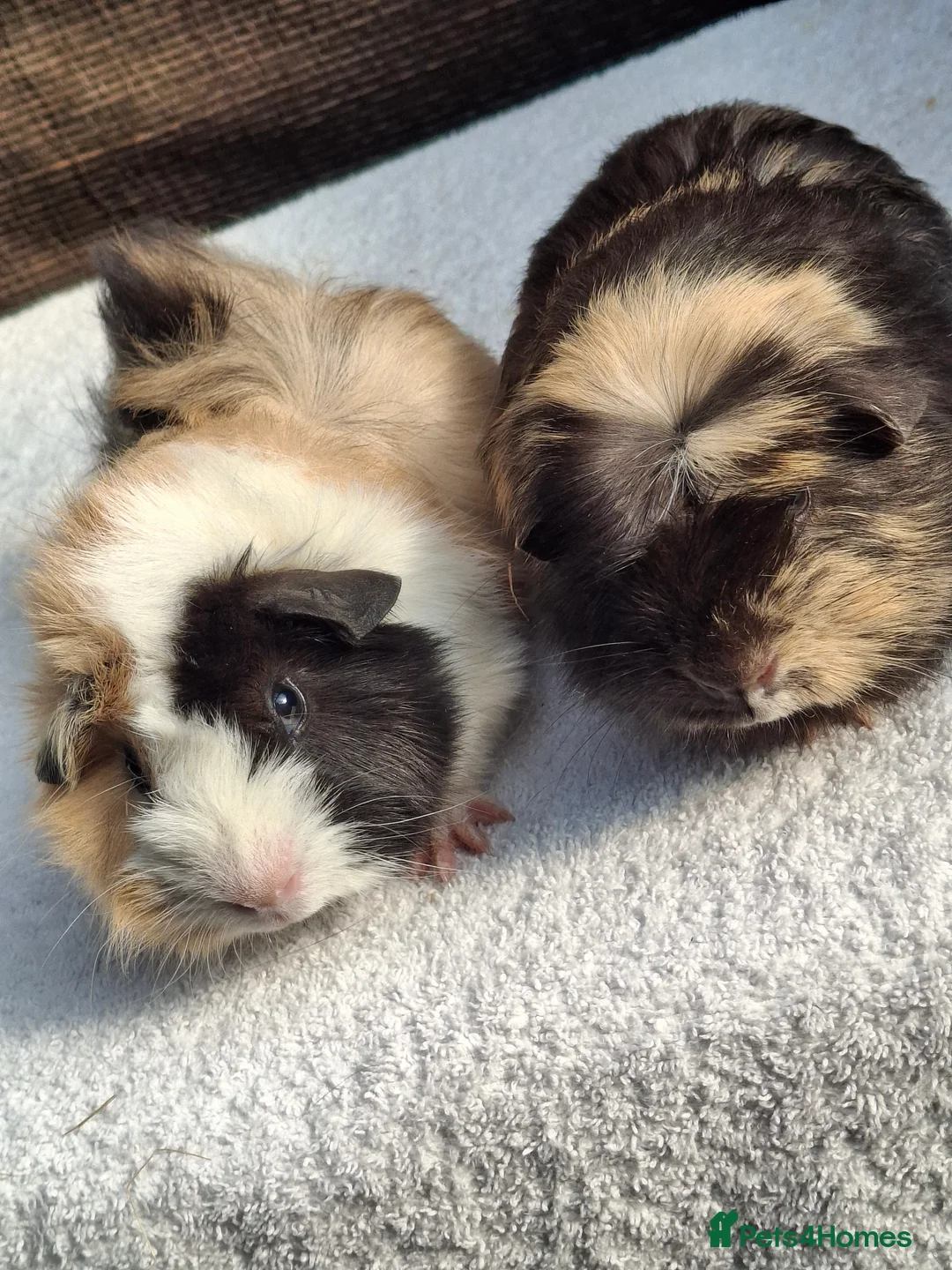 Guinea Pig rodents for sale: Baby Male Guineapigs  - Advert 2