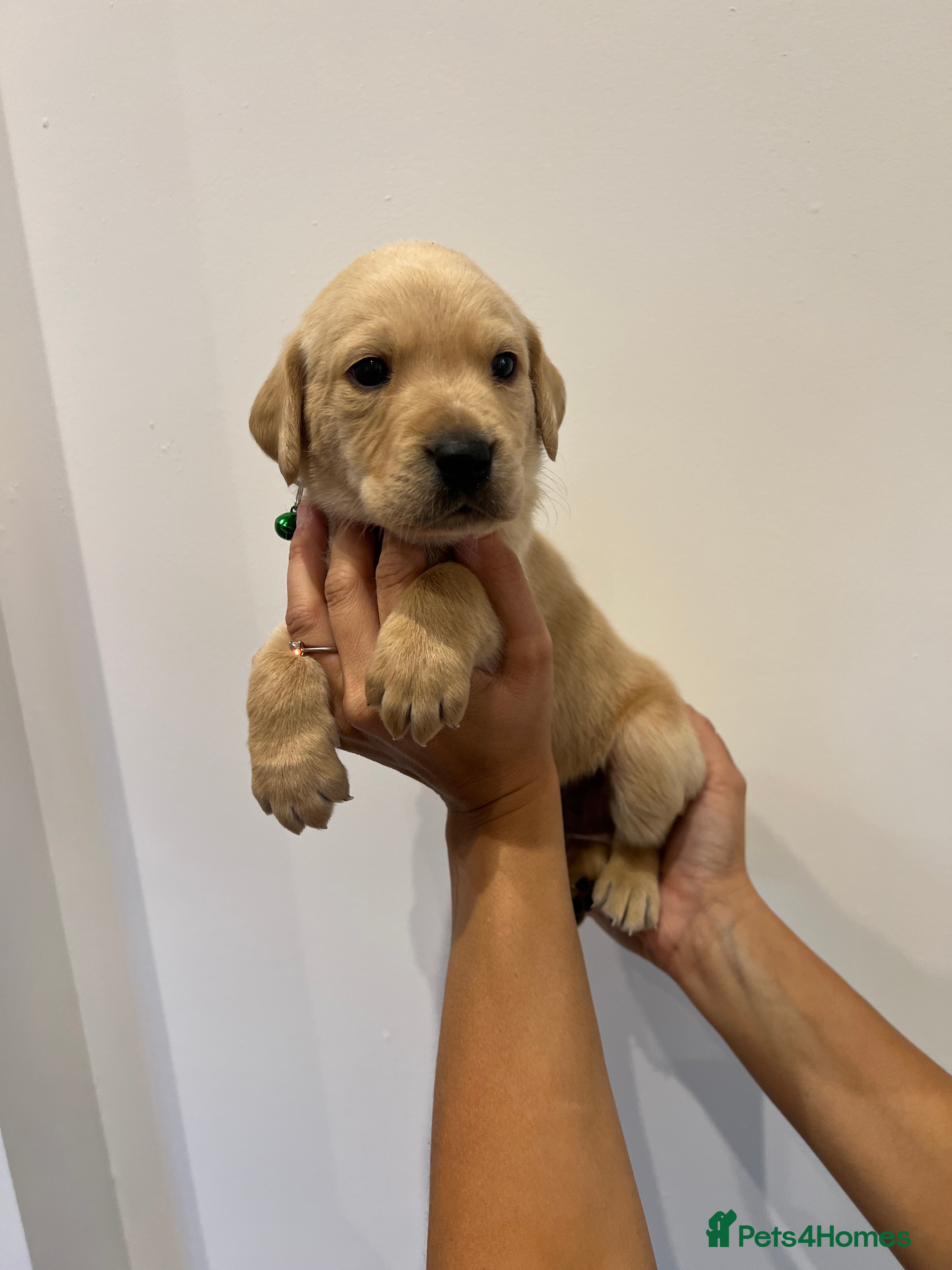 Labrador Retriever dogs STUNNING FAMILY KC RED & YELLOW LABRADORS  - Advert 2