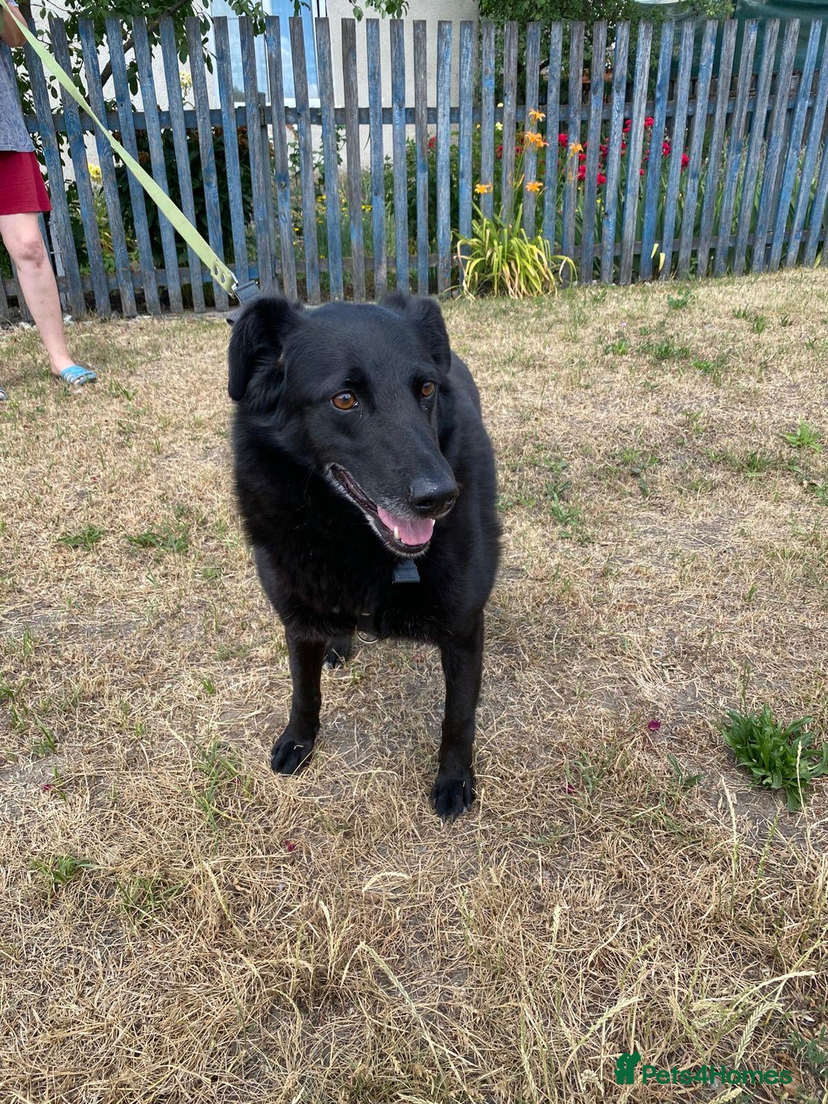 Mixed Breed dogs ❤️🐶 NORA: CLEVER, LOVING WITH PERFECT HOME SKILLS - Advert 2