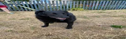 Mixed Breed dogs for adoption: ❤️🐶 NORA: CLEVER, LOVING WITH PERFECT HOME SKILLS - Advert 2