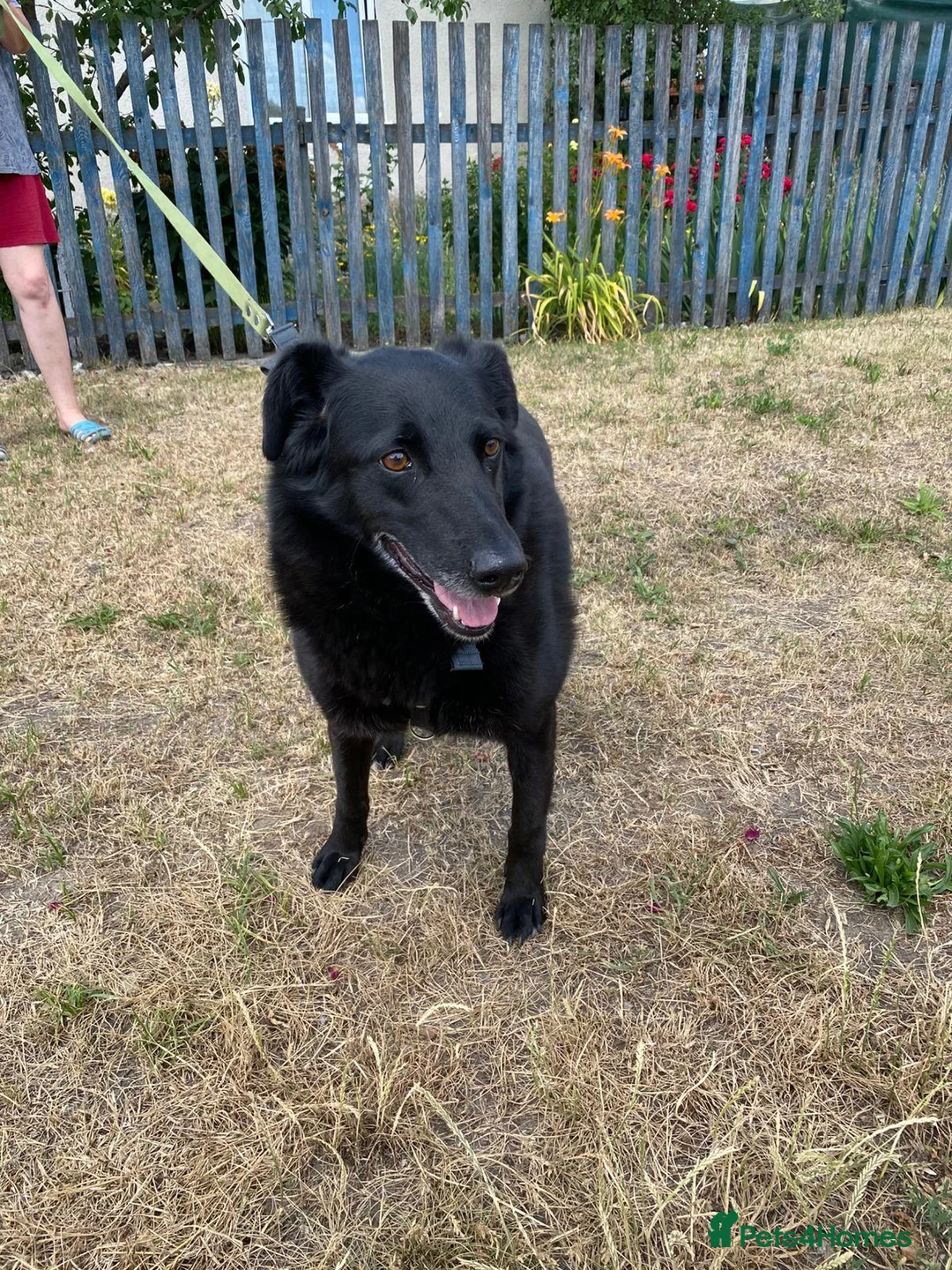 Mixed Breed dogs for adoption: ❤️🐶 NORA: CLEVER, LOVING WITH PERFECT HOME SKILLS - Advert 2