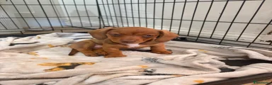 Miniature Dachshund 3