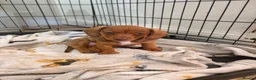 Miniature Dachshund dogs for sale: 3 miniature dachshund puppies - Advert 7