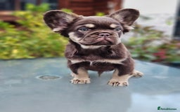 French Bulldog dogs for sale: Chocolate Rojo tan fluffy French bulldog  - Image 17