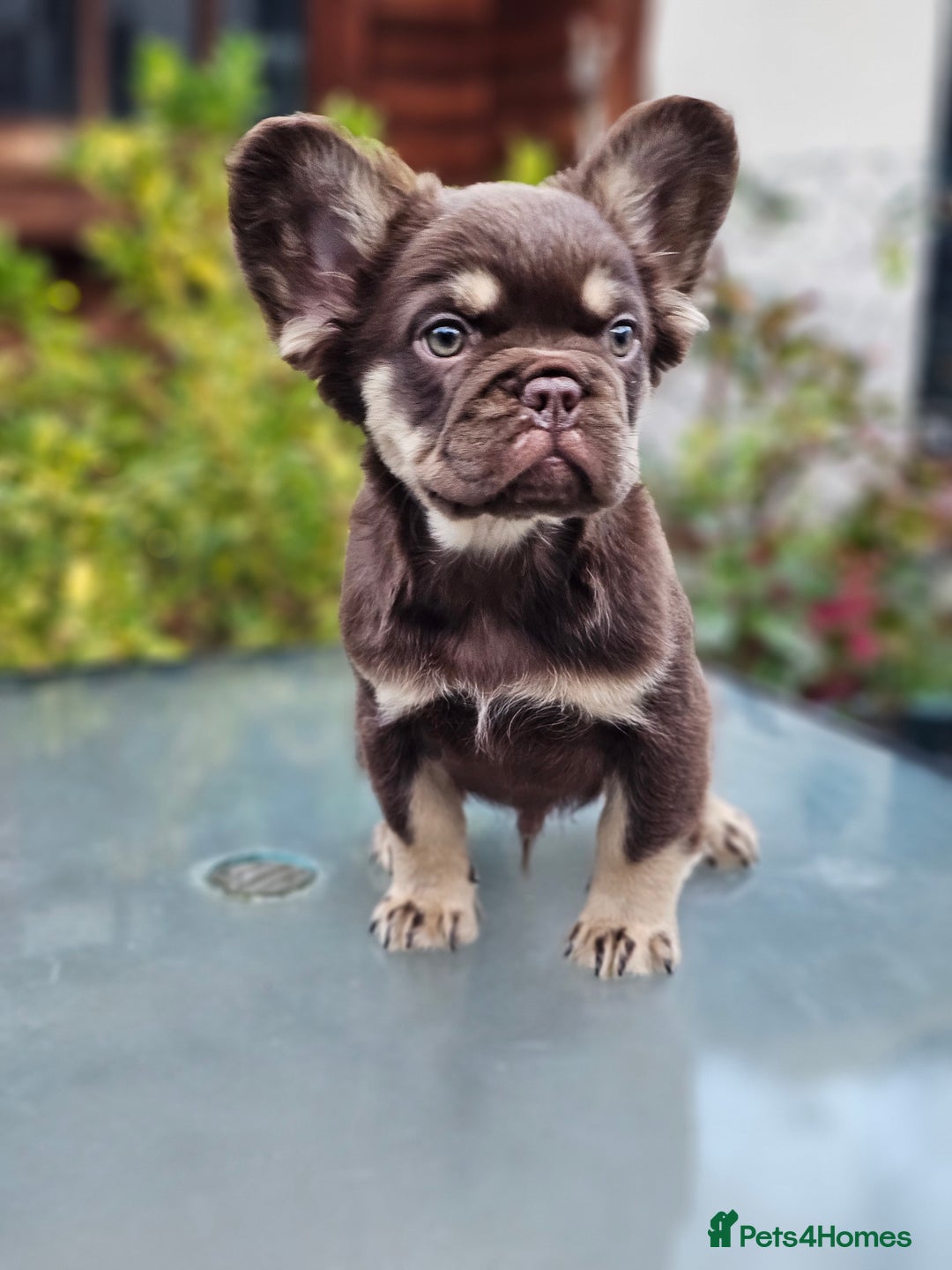 French Bulldog dogs for sale: Chocolate Rojo tan fluffy French bulldog  - Image 17
