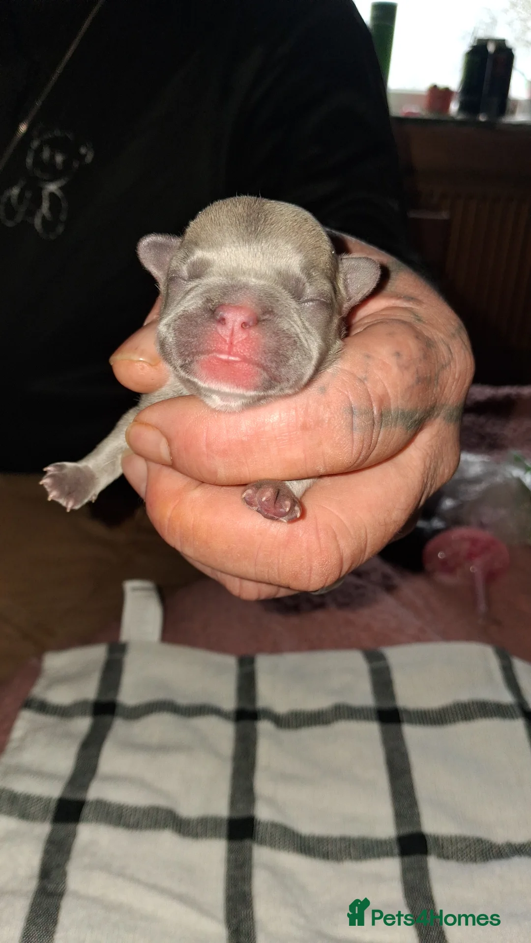 French Bulldog dogs for sale: Frenchie babys - Advert 5