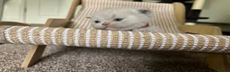 British Shorthair cats for sale: Imperial Grand Champion Parent & Grandparents. - Advert 16