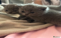 British Shorthair cats for sale: British short hair  - Image 3