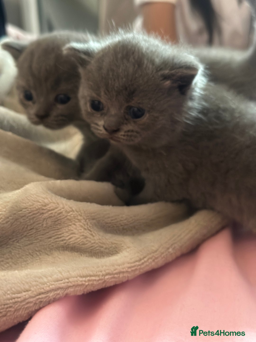 British Shorthair cats for sale: British short hair  - Image 3