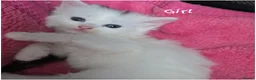 Mixed Breed cats for sale: 🔹️🔸️🔹️Kittens🔸️domestic cat x Ragdoll 🔹️🔸️ - Advert 2
