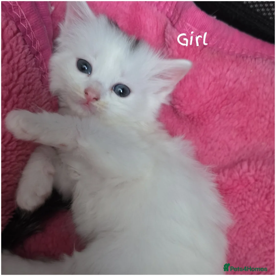 Mixed Breed cats for sale: 🔹️🔸️🔹️Kittens🔸️domestic cat x Ragdoll 🔹️🔸️ - Advert 2