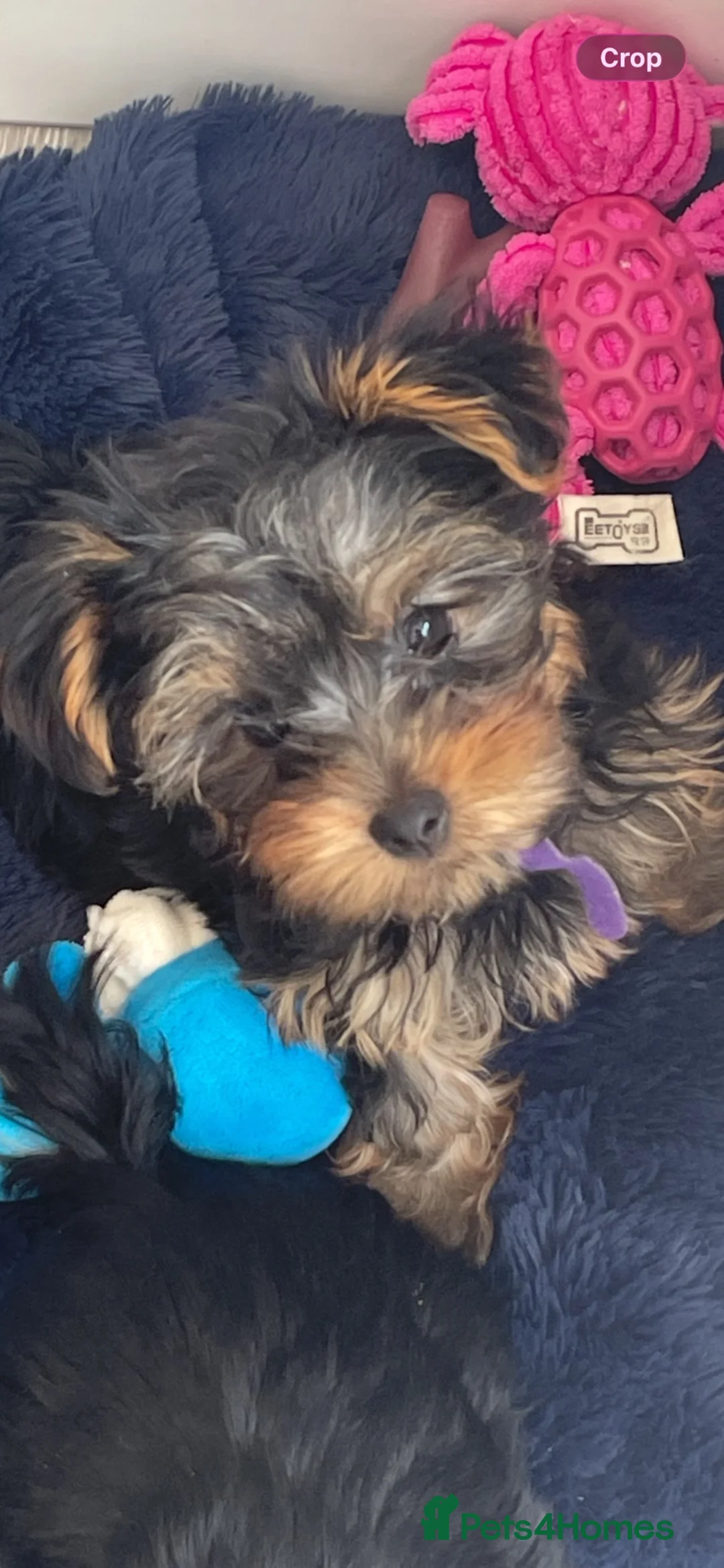 Yorkshire Terrier dogs for sale: KC MINI YORKIE FEMALE,ready to go, full vaccs chip - Advert 14