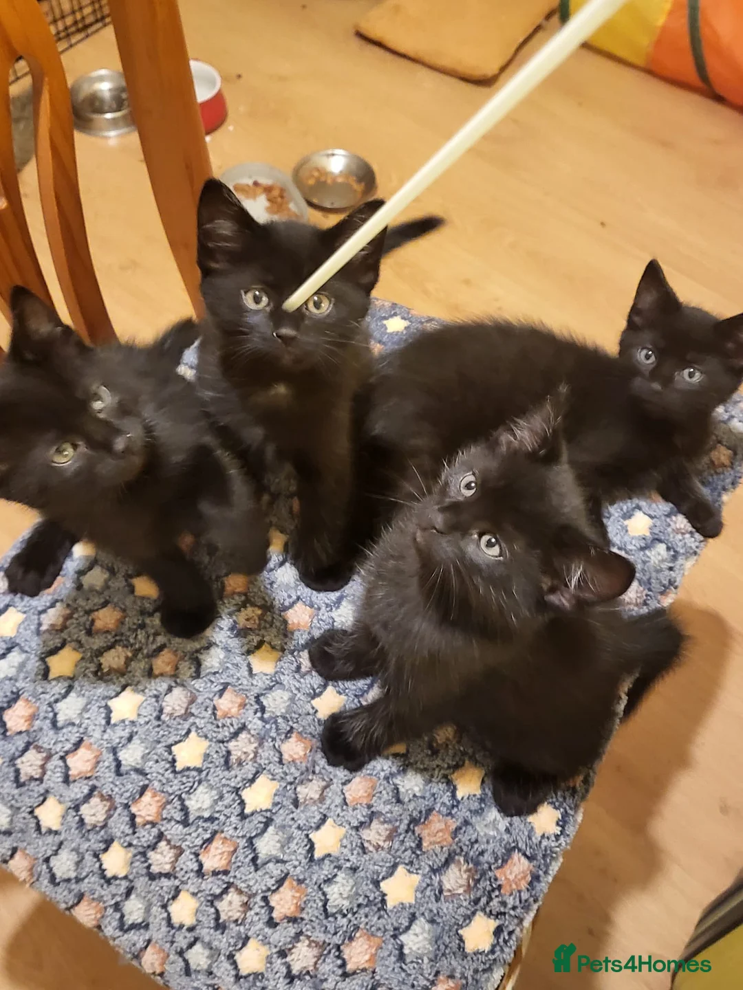 Mixed Breed cats for sale: Long Haired Velvet Black Kittens - Advert 2