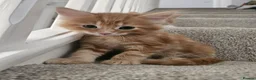 Mixed Breed cats for sale: Adorable ginger kitten - Advert 8