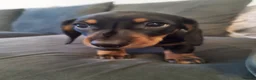 Miniature Dachshund dogs for sale: MINIATURE DACHSHUND! - Advert 14