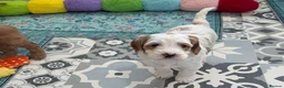 Australian Labradoodle dogs for sale: Stunning Australian Labradoodle Pups - Advert 6