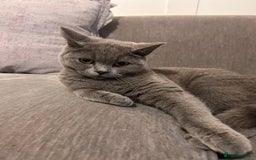 British Shorthair cats for sale: Male British short hair cross - Image 3