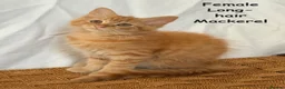 Mixed Breed cats for sale: Ginger kittens in Middlesbrough - Advert 5