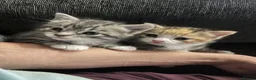 Mixed Breed cats for sale: Two beautiful female kittens - Advert 4