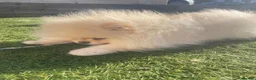 Pomeranian dogs for sale: 6 month old Pomeranian male  in Liversedge - Advert 4