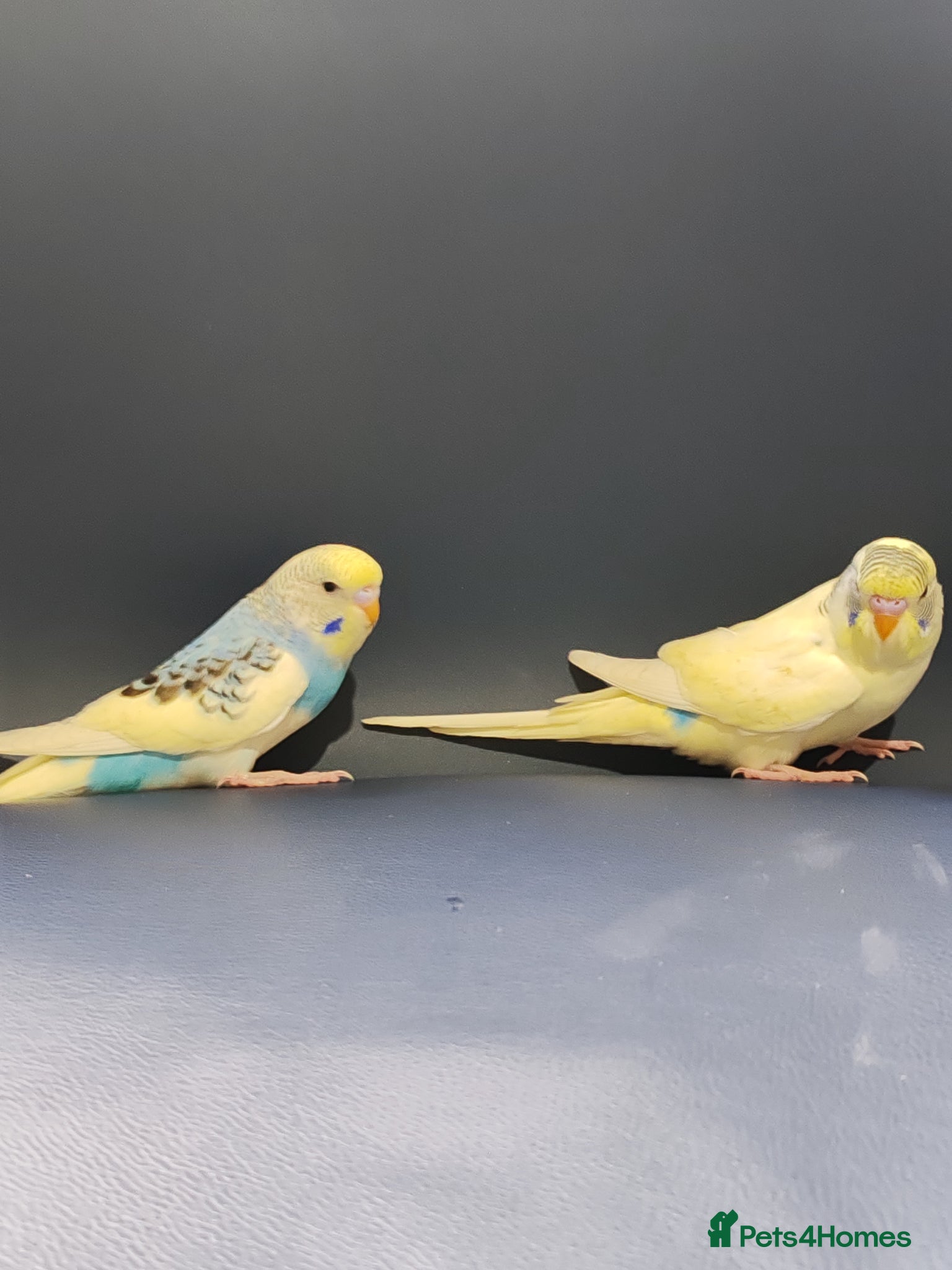 Parrots birds for sale: budgies 2 months and 3 months 1 week  - Advert 2