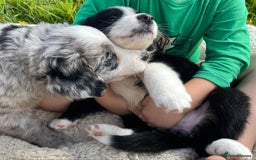 Bernese Mountain Dog dogs for sale: Stunning Chunky Bordernese Puppies - Image 34