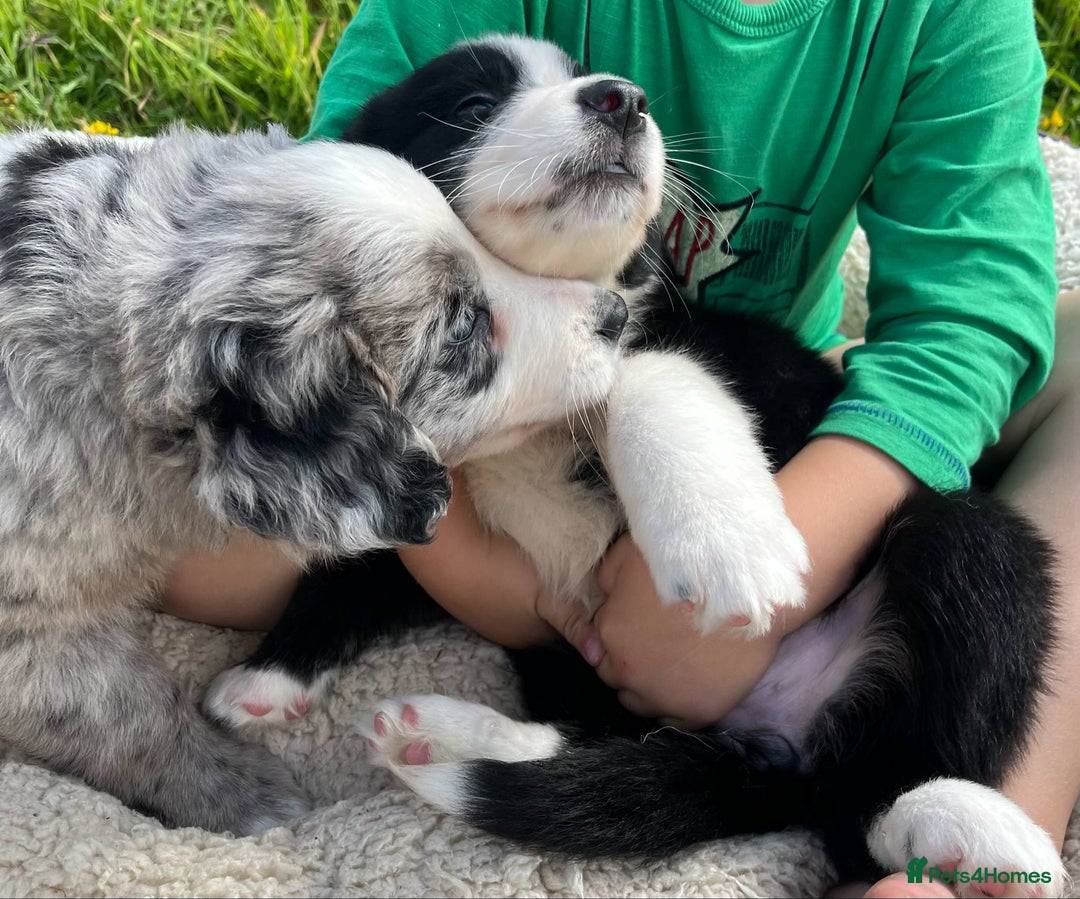 Bernese Mountain Dog dogs for sale: Stunning Chunky Bordernese Puppies - Image 34