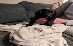 Cocker Spaniel dogs for sale: Beautiful cocker spaniel pups - Image 5