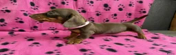 Miniature Dachshund dogs for sale: Stunning miniature dachshund puppies for sale in Bournemouth - Advert 10
